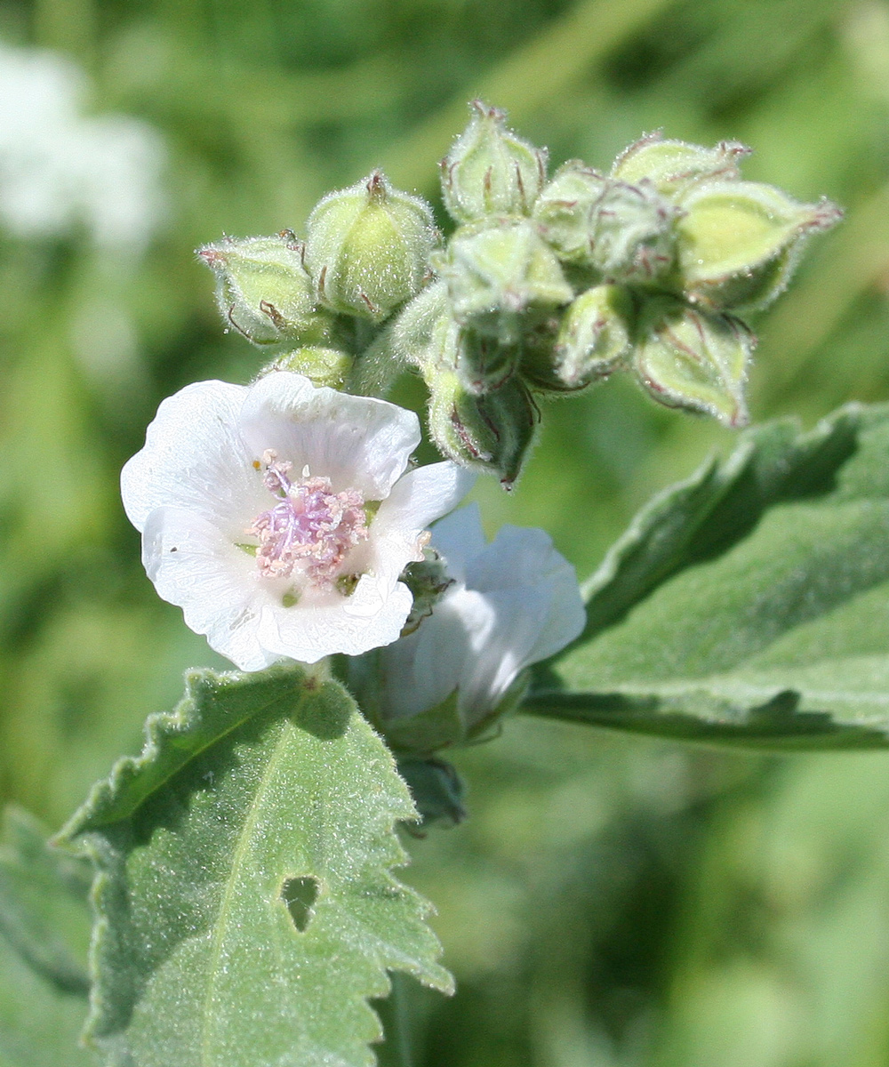 Image of Althaea officinalis specimen.