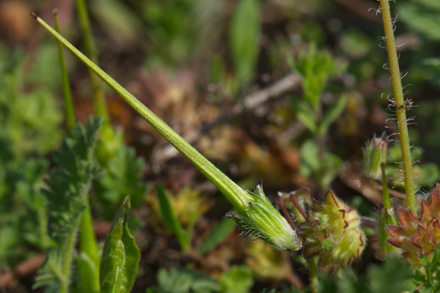 Image of Erodium cicutarium specimen.