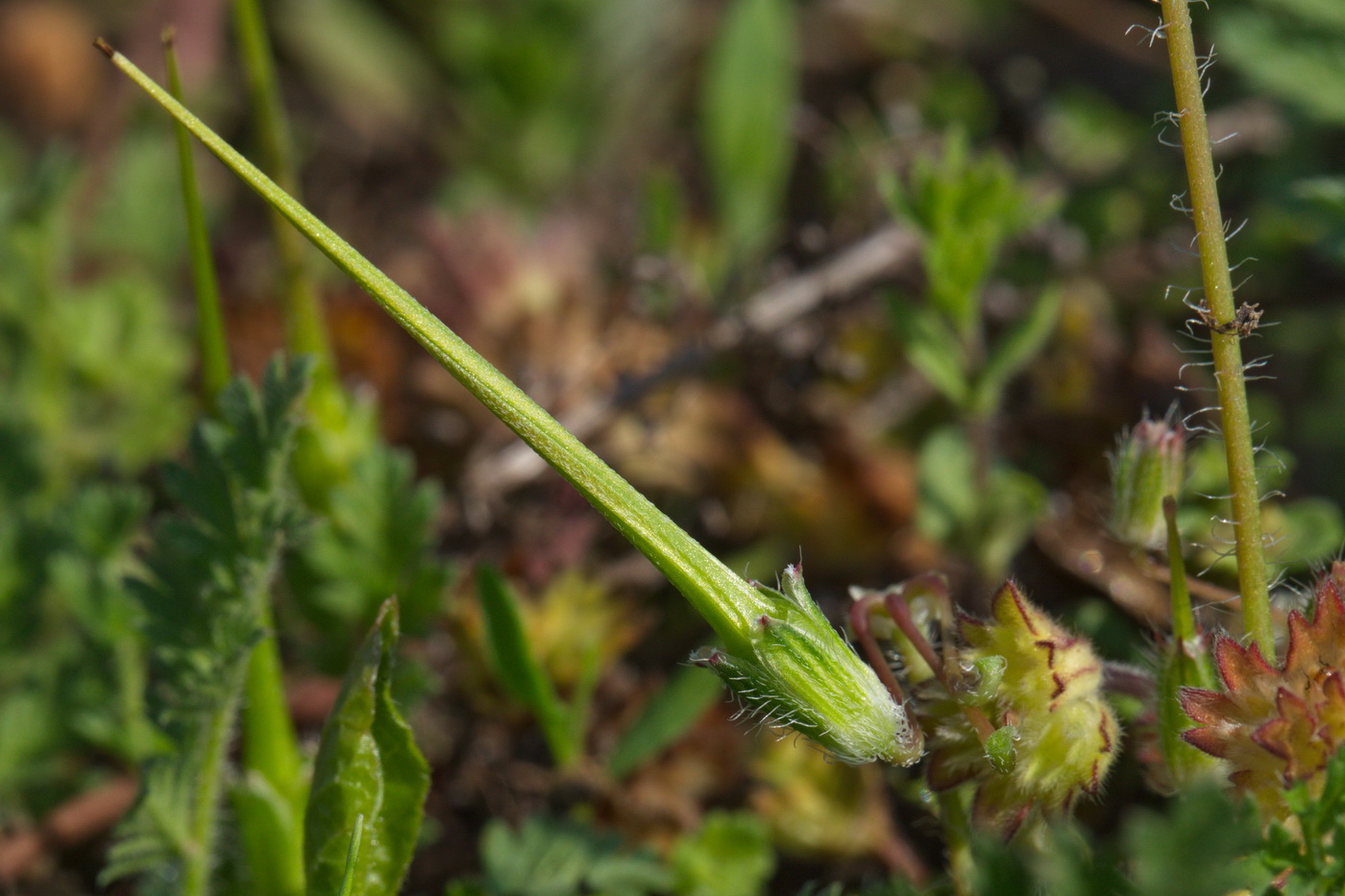 Изображение особи Erodium cicutarium.