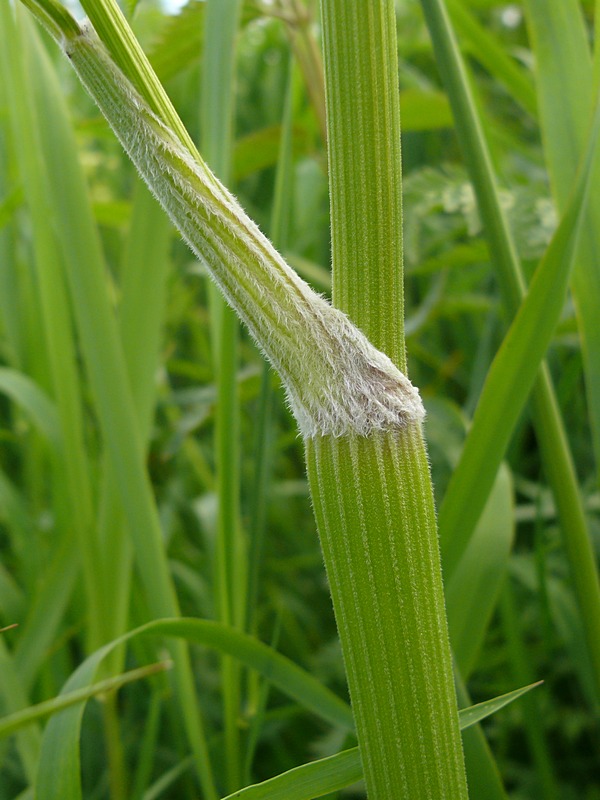 Image of Anthriscus sylvestris specimen.