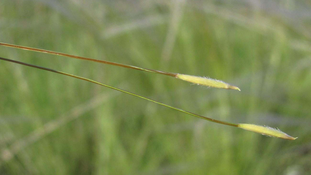 Image of Stipa brauneri specimen.