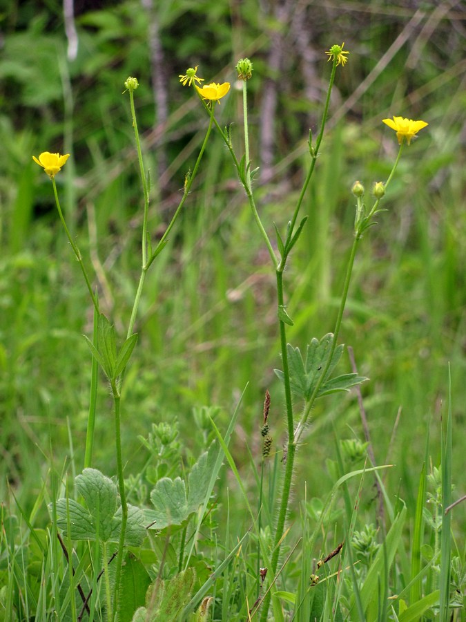 Изображение особи Ranunculus neapolitanus.