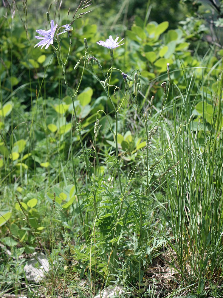 Изображение особи Lactuca perennis.