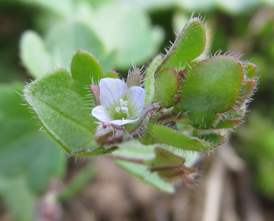 Image of Veronica sublobata specimen.