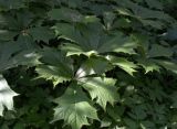 Rodgersia podophylla. Листья. Москва, ГБС РАН. 02.06.2014.