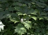 Rodgersia podophylla