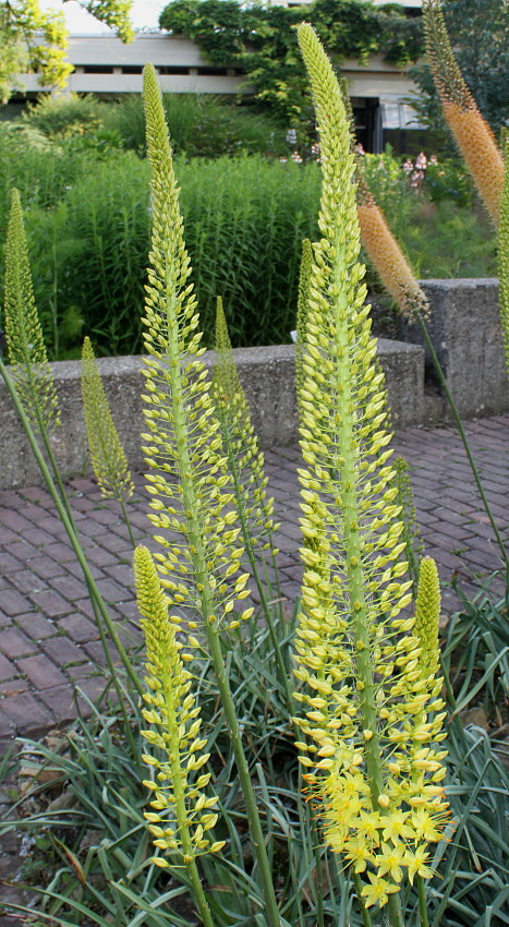 Image of Eremurus stenophyllus specimen.