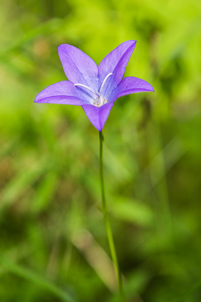 Image of Campanula altaica specimen.