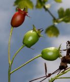 Crataegus rhipidophylla. Незрелые плоды. Германия, г. Дюссельдорф, Ботанический сад университета. 02.06.2014.