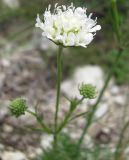 Scabiosa bipinnata