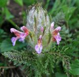 Pedicularis condensata. Соцветие. Адыгея, Кавказский биосферный заповедник, долина р. Киша, альпика, 2490 м н.у.м. 01.07.2014.