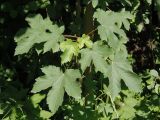 Acer pseudoplatanus. Верхушка ветки. Украина, Львовская обл., Дрогобычский р-н, г. Трускавец, Помярки, возле леса, обочина дороги. 09.06.2014.