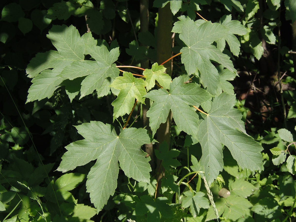 Изображение особи Acer pseudoplatanus.