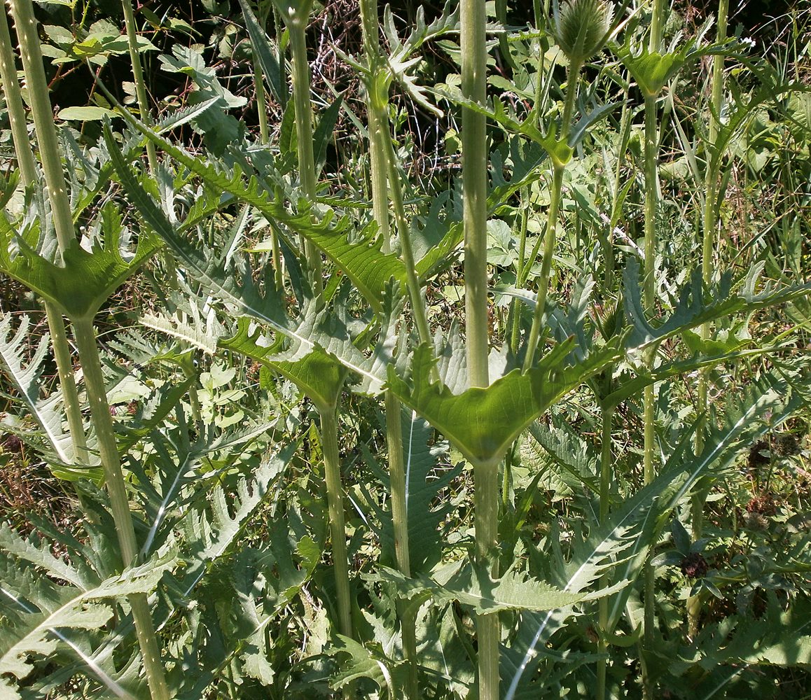 Изображение особи Dipsacus laciniatus.