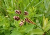 Luzula multiflora. Соплодие. Украина, Львовская обл., Дрогобычский р-н, г. Трускавец, Помярки, луг возле дороги на Трускавец. 02.06.2014.