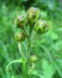 Crepis sibirica. Нераскрывшиеся соцветия-корзинки. Томская обл., окр. г. Томск, лесной луг. 11.07.2009.