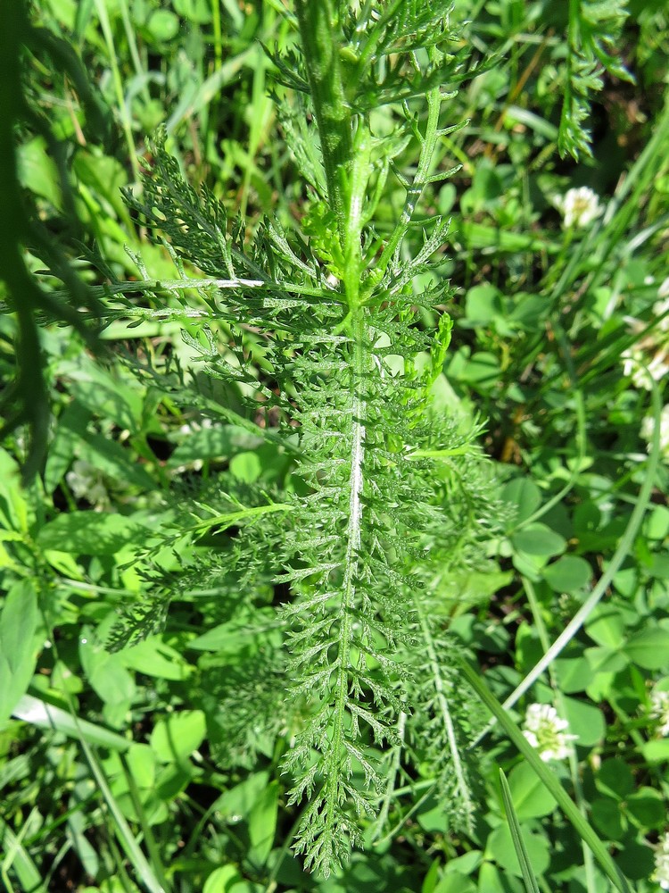 Image of Achillea millefolium specimen.