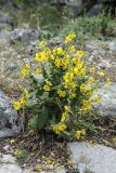genus Verbascum. Цветущее растение. Черногория, Которский муниципалитет, окр. г. Котор. 16.07.2014.