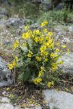 genus Verbascum