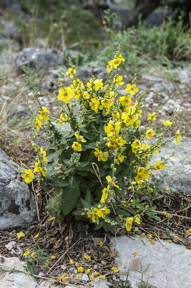 Изображение особи род Verbascum.