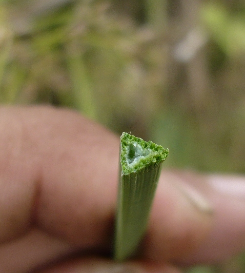 Image of Carex riparia specimen.