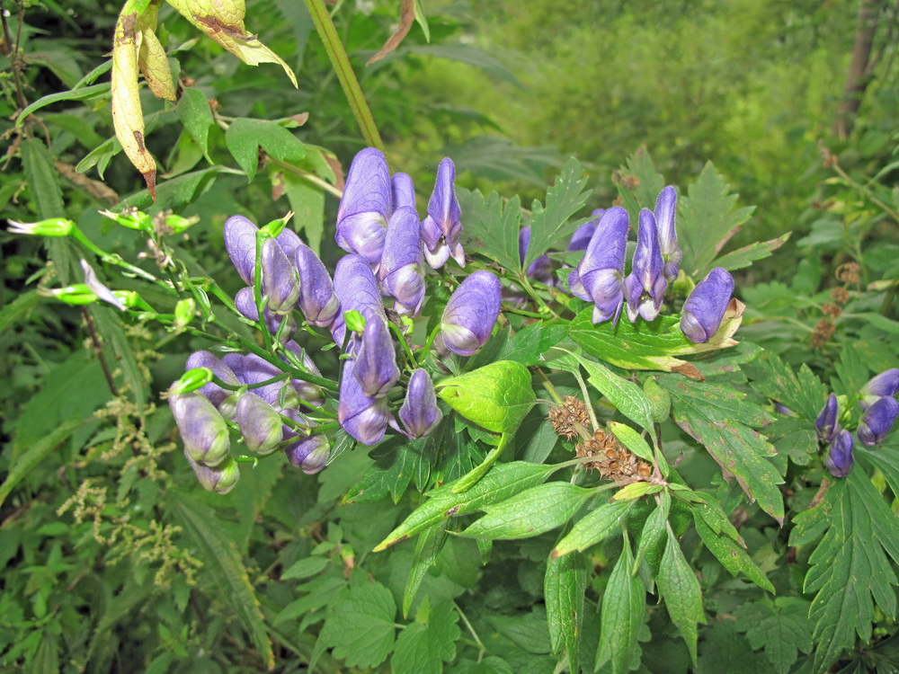 Image of Aconitum kunasilense specimen.