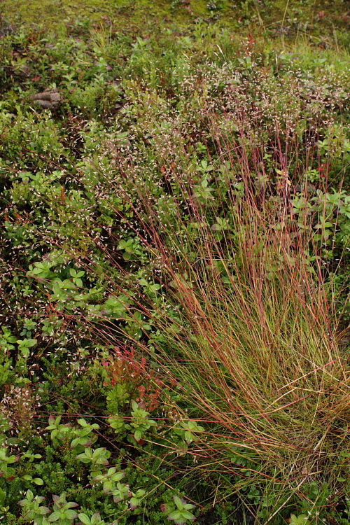 Image of Avenella flexuosa specimen.