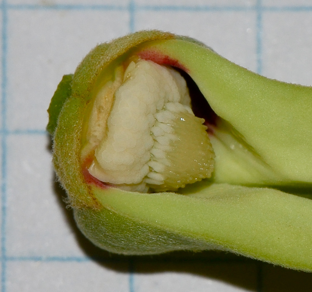 Image of Annona × atemoya specimen.