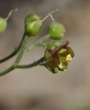 Scrophularia scopolii. Цветок. Греция, Халкидики, Холомондас (Χολομώντας). 22.09.2014.