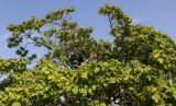Catalpa bignonioides. Верхняя часть кроны плодоносящего растения. Германия, г. Дюссельдорф, Ботанический сад университета. 05.09.2014.