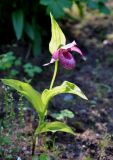 род Cypripedium. Цветущее растение. Соловецкие острова, остров Большой Соловецкий, ботанический сад Соловецкого музея-заповедника. 07.07.2014.