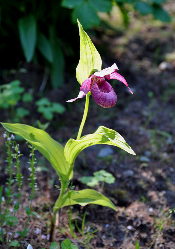 Изображение особи род Cypripedium.