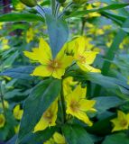 Lysimachia punctata