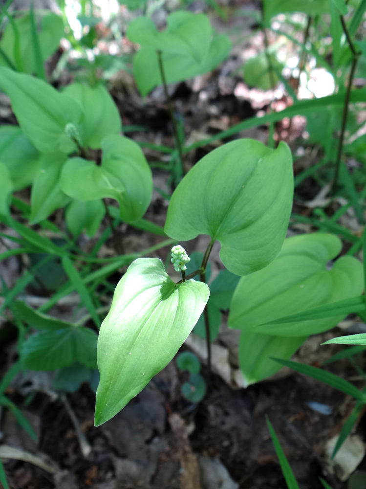 Изображение особи Maianthemum bifolium.