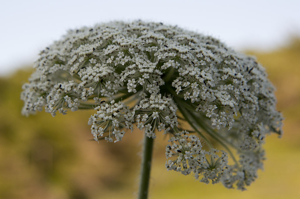 Image of Daucus carota specimen.