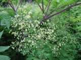 Thalictrum minus