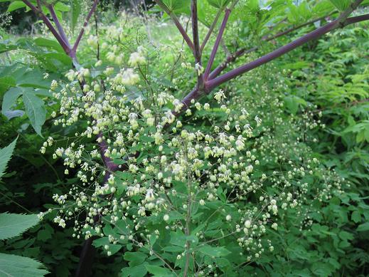 Image of Thalictrum minus specimen.