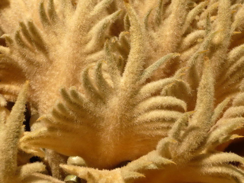 Image of Cycas taitungensis specimen.