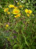 Inula britannica