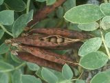 Lathyrus japonicus