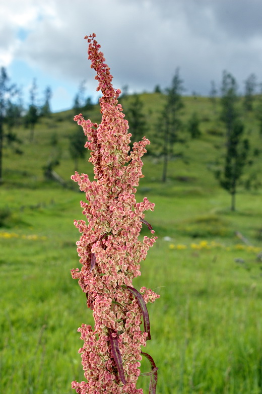 Image of Rumex pseudonatronatus specimen.