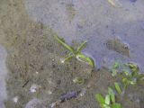 Limosella aquatica
