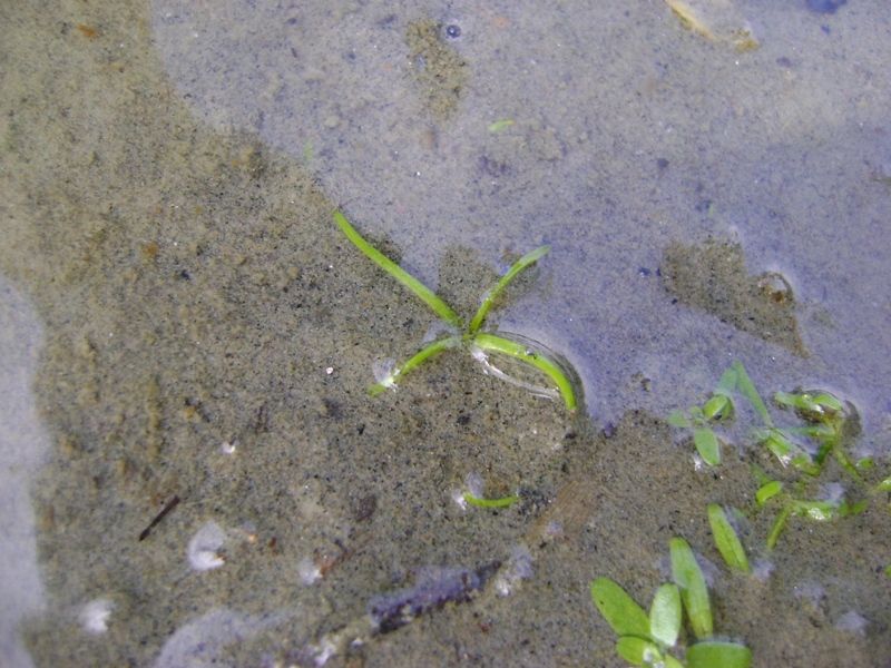 Image of Limosella aquatica specimen.