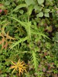 Cirsium heterophyllum