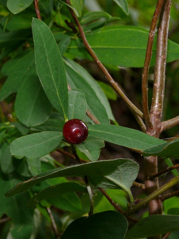 Image of Daphne altaica specimen.