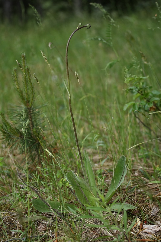 Изображение особи Trommsdorffia maculata.