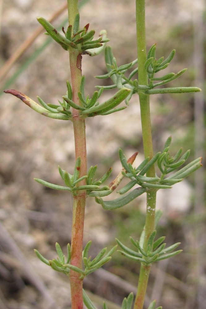 Image of Hypericum elongatum specimen.