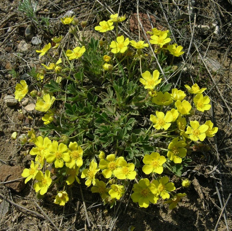 Изображение особи Potentilla incana.