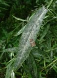 Achillea cartilaginea