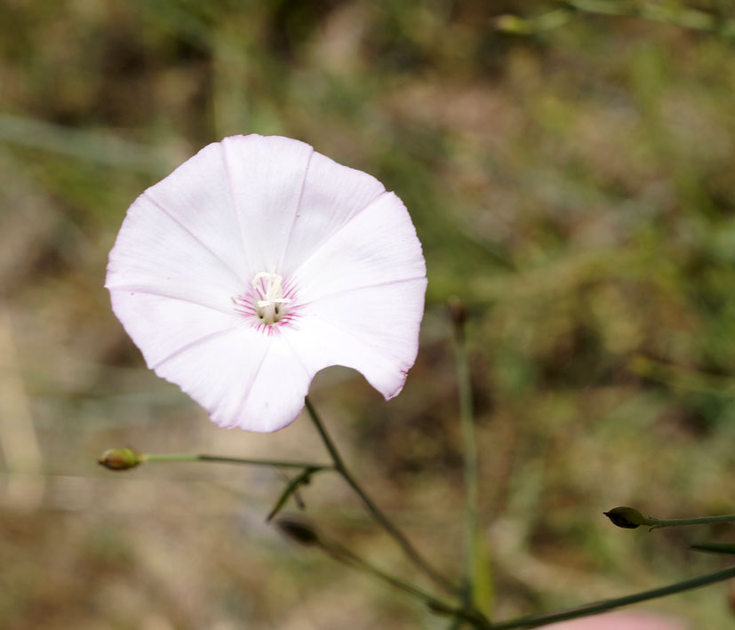 Image of Convolvulus pseudocantabrica specimen.